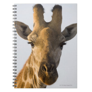 Giraffe (Giraffa camelopardalis) portrait Notebook