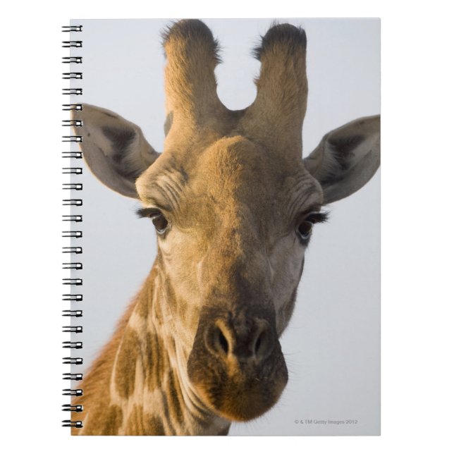 Giraffe (Giraffa camelopardalis) portrait Notebook (Front)