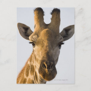 Giraffe (Giraffa camelopardalis) portrait Postcard
