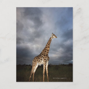 Giraffe (Giraffa camelopardalis) Postcard