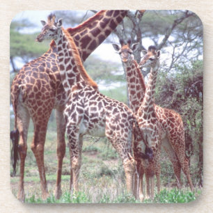 Giraffe Group or Herd w/ Young, Giraffa Coaster