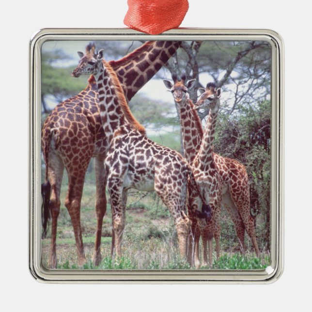 Giraffe Group or Herd w/ Young, Giraffa Metal Tree Decoration (Front)