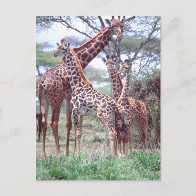 Giraffe Group or Herd w/ Young, Giraffa Postcard (Front)