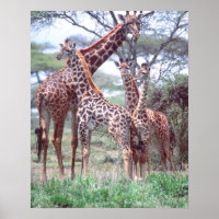 Giraffe Group or Herd w/ Young, Giraffa
