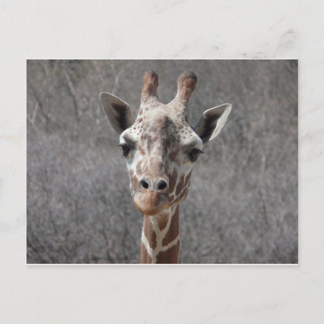 giraffe head front view postcard (Front)
