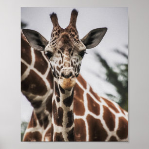 Giraffe head Giraffe fur print African Animal