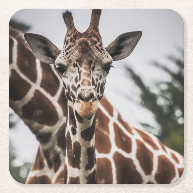 Giraffe head Giraffe fur print African Animal Square Paper Coaster (Front)