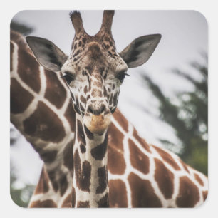 Giraffe head Giraffe fur print African Animal Square Sticker