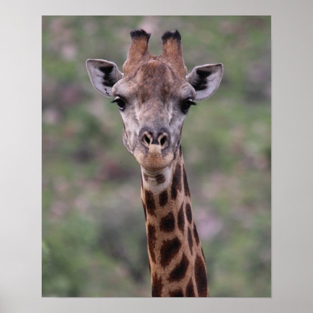 Giraffe Headshot Poster (Front)