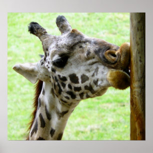 Giraffe - I love this Tree! Poster