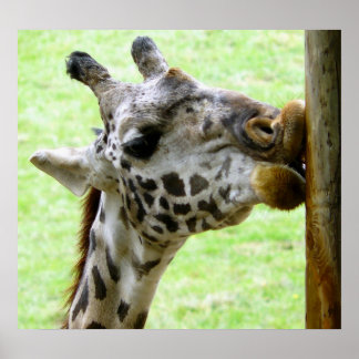 Giraffe - I love this Tree! Poster
