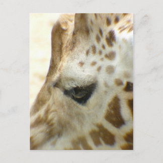Giraffe I Postcard