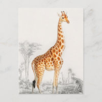 Giraffe Illustration Vintage Art Print
