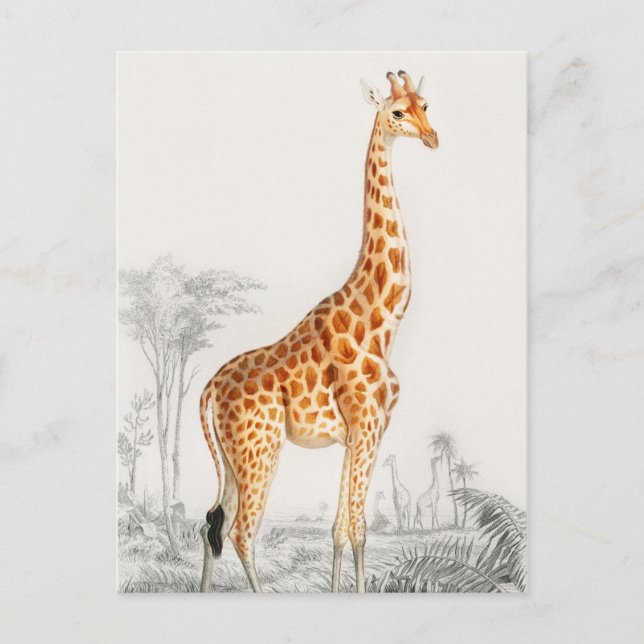 Giraffe Illustration Vintage Art Print Postcard (Front)