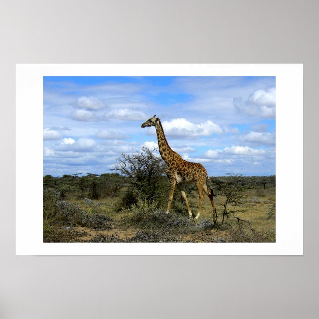 GIRAFFE IN KENYA AFRICA POSTER (Front)