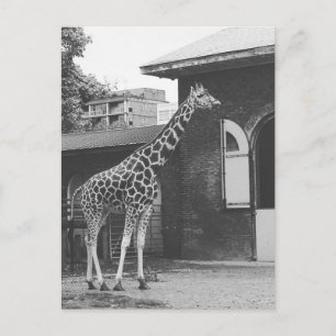Giraffe in London original postcard