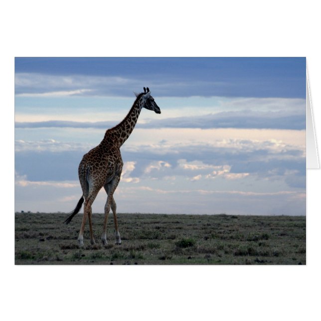 giraffe in maasai mara (Front Horizontal)