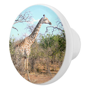 GIRAFFE IN NATURAL HABITAT (BOTSWANA) CERAMIC KNOB