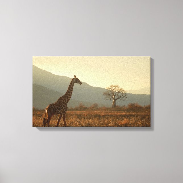 Giraffe in the Savannah Canvas Print (Front)