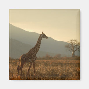 Giraffe in the Savannah Magnet