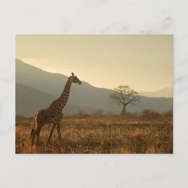 Giraffe in the Savannah Postcard (Front)