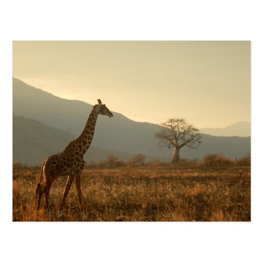 Giraffe in the Savannah Postcard