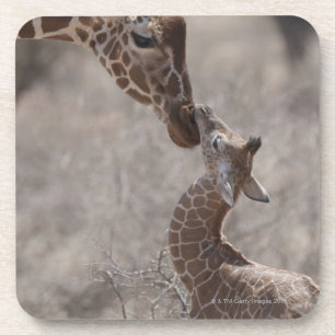 Giraffe, Kenya, Africa Coaster