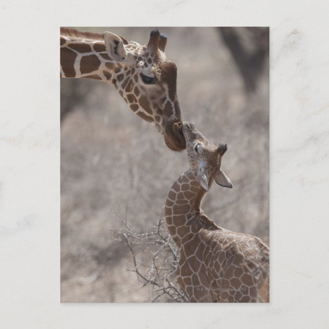 Giraffe, Kenya, Africa Postcard (Front)