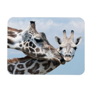Giraffe Kisses Her Calf Magnet