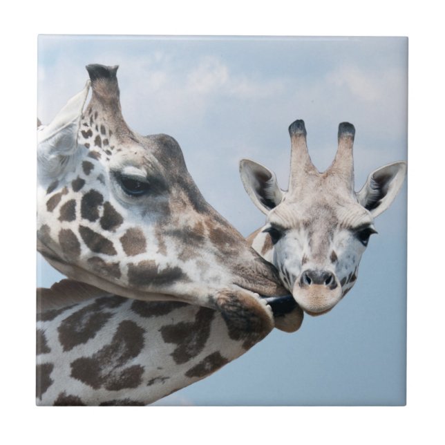 Giraffe Kisses Her Calf Tile (Front)