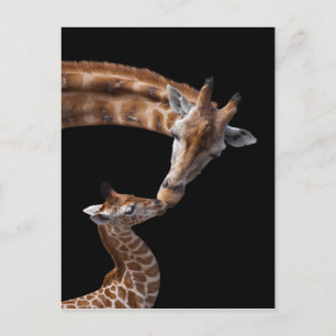 Giraffe Kisses Postcard