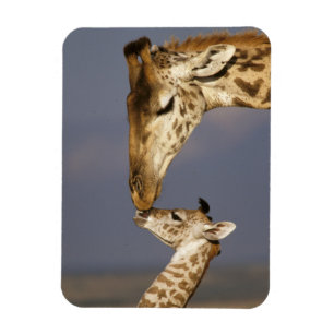 Giraffe Kissing Baby Giraffe Magnet