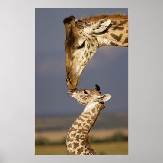 Giraffe Kissing Baby Giraffe Poster | Zazzle.co.uk