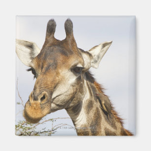 Giraffe, Kruger National Park, South Africa Magnet