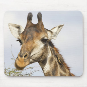 Giraffe, Kruger National Park, South Africa Mouse Mat