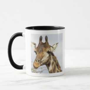 Giraffe, Kruger National Park, South Africa Mug