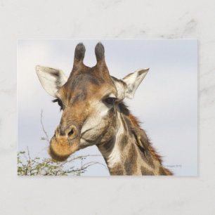 Giraffe, Kruger National Park, South Africa Postcard