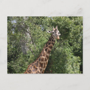 giraffe look postcard