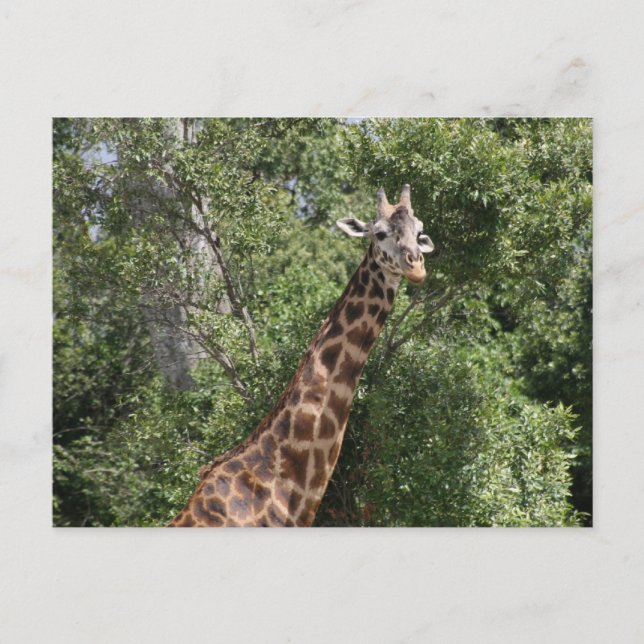 giraffe look postcard (Front)