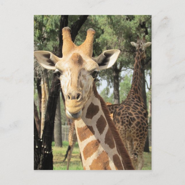 giraffe looks postcard (Front)