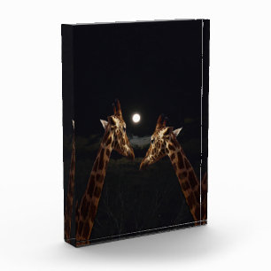 Giraffe Love In The Moonlight, Photo Block