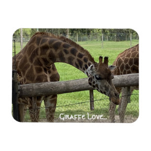 Giraffe Love... Magnet