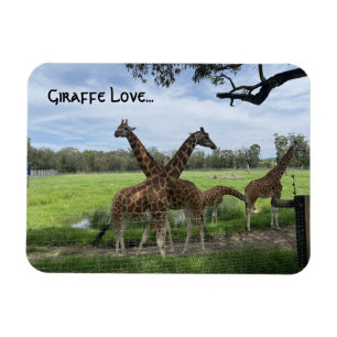 Giraffe Love... Magnet