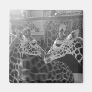 Giraffe Love Magnet