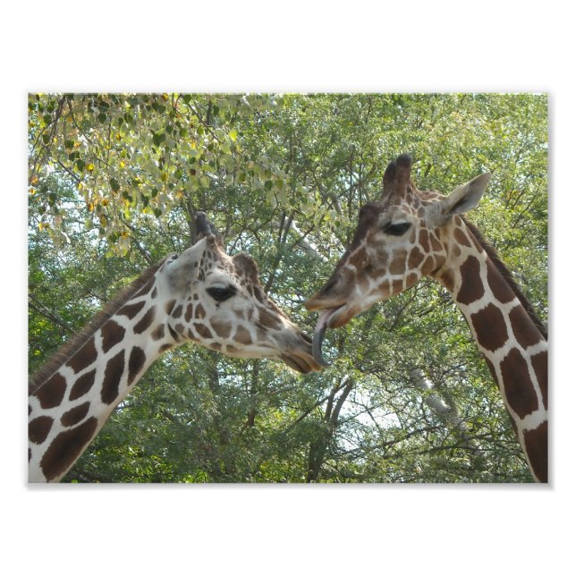 Giraffe Love Photo Print (Front)