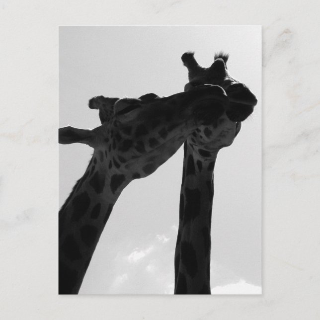 Giraffe Love Postcard (Front)