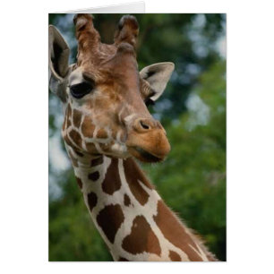 Giraffe Lovers Art Gifts