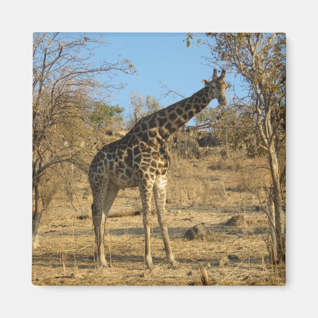 Giraffe Magnet (Front)