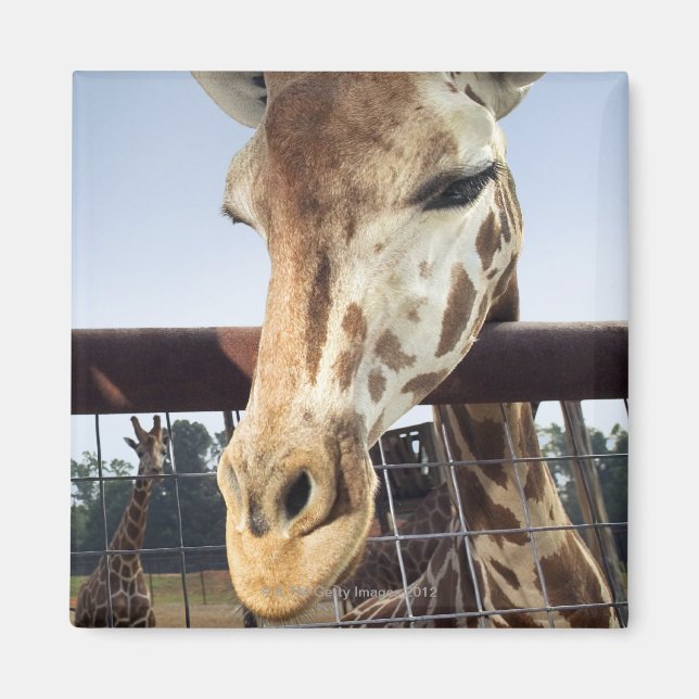 Giraffe Magnet (Front)