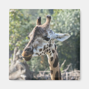 Giraffe Magnet